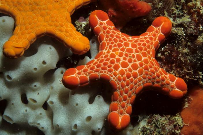 Image of an orange-red sea star which belongs to the species Pentagonaster 